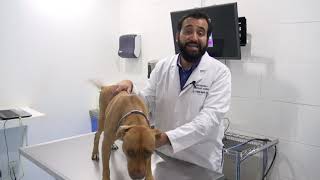 Las 3 enfermedades dermatológicas más comunes en los perros [upl. by Iene398]