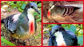 Luzon bleedingheart dove in bird aviary  with small chick [upl. by Aidam888]