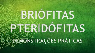 10 BRIÓFITAS e PTERIDÓFITAS [upl. by Assirod]