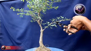 Pithecellobium Dulce Yamadori Bonsai जंगल जलेबी बोनसाईBe the Creator April 19 [upl. by Ardekal]