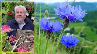 BLEUET ET CENTAURÉE DES FLEURS TRÈS FACILES MELLIFÈRES ET DÉCORATIVES Le Quotidien du Jardin N°232 [upl. by Gorton46]