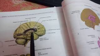 LATERAL VENTRICLE OF BRAINpart 2horns of ventricle [upl. by Whittemore]