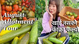 Nepali Vegetables Garden Uk  Allotment Vegetable Harvest Day  Massive Cucumber Harvest [upl. by Atram]