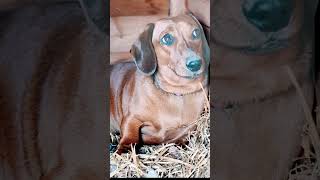 WEINER DOG WEINER DOG [upl. by Odlaumor]