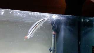 Baby red snakehead attacks huge piece of sardine [upl. by Yesmar819]