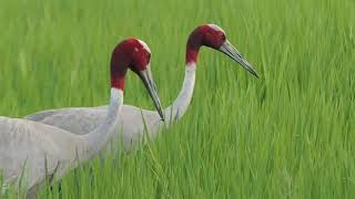 Sarus Crane Antigone antigone Dhanauri Wetlands 01 Sep 24 [upl. by Goldman]