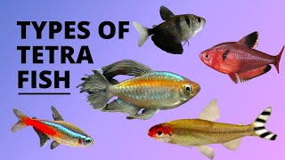 TYPES OF TETRA FISH [upl. by Dyol]