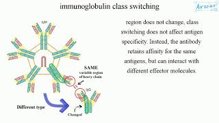 immunoglobulin class switching English  Medical terminology for medical students [upl. by Asereht771]