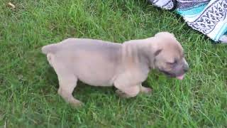 Cane Corso Mix Puppies For Sale [upl. by Ahsini118]