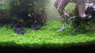 Planted Tank  Carpet trimming  Monte Carlo  Dwarf Hairgrass [upl. by Ynar]