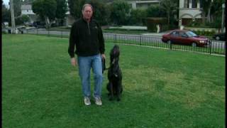 Cane Corso  Dog Training Intro Using a Gentle Leader Headcollar [upl. by Ayenet]