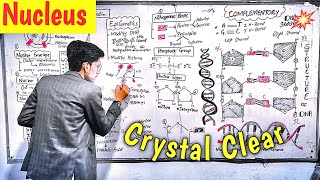 Nucleus l PPSC Terms l Crystal Clear l Chromosomes vs Chromatin [upl. by Sipple]