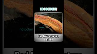 NOTOCHORD notochord  WHAT IS NOTOCHORD shortsviraltrendinganimalkingdomchordatesvertebrates [upl. by Groscr809]