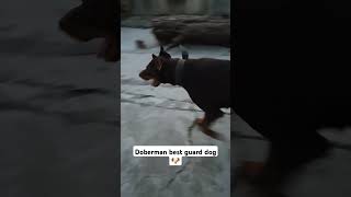 doberman pinscher barking doberman pinscher guard dog dobbermanShorts🐕 [upl. by Aneleairam]