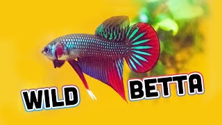 NEW WILD BETTA show line Betta Imbellis Unboxing from Franks Bettas [upl. by Aiehtela]