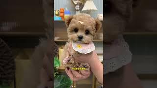 Which breed do you like Teddy Bear or Bichon Frize Which Bichon Frize has flying ears Korean sty [upl. by Savage991]