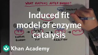 Induced fit model of enzyme catalysis  Chemical Processes  MCAT  Khan Academy [upl. by Ilajna]