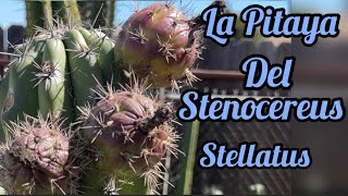 La Pitaya Del Stenocereus Stellatus español [upl. by Aciraj]