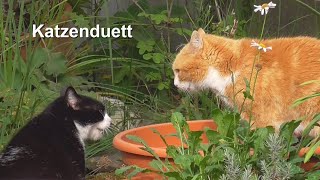 Gartengeschichten  Katzenduett [upl. by Prue]