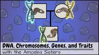 DNA Chromosomes Genes and Traits An Intro to Heredity [upl. by Ciaphus125]