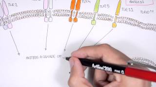 Immunology  Toll Like Receptors Overview [upl. by Mcclenon697]