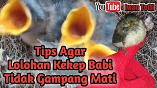 Tips Memelihara Burung Kekep Babi Untuk Pemula [upl. by Pietrek955]