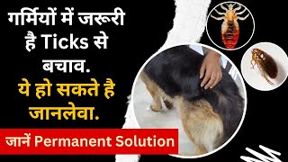 Dogs Ticks and Flea Treatment Whats best solution for dog tick removal [upl. by Losyram599]