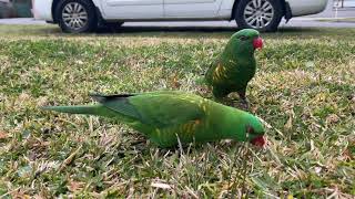 ScalyBreasted Lorikeet Feeding Pt 2 [upl. by Gypsie822]