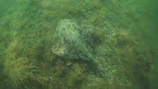 Undulate Ray Raja undulata  Isle of Wight [upl. by Roose71]