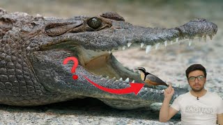 why crocodile cant harm plover bird why crocodile cant eat Egyptian plover bird interesting fact [upl. by Wearing]