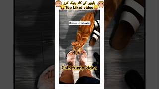 Cats funny video 🐈short video [upl. by Gianna]