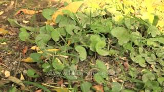 Centella asiatica  medicinal plant in Manipur [upl. by Tyrone820]