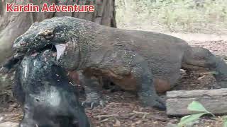 the moment where two komodo dragon fight over a goat [upl. by Niabi770]