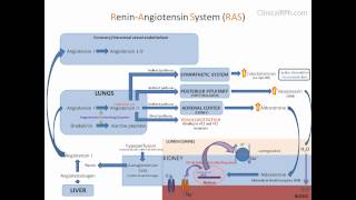 ReninAngiotensin Aldosterone System RAAS [upl. by Urbas]