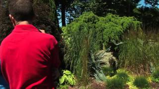 Discovering Conifers at StoneGate Gardens [upl. by Gans421]