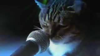 Meow Mix song 1 hours [upl. by Saltzman171]