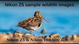 Nikon Z5 sample wildlife images [upl. by Rramahs]