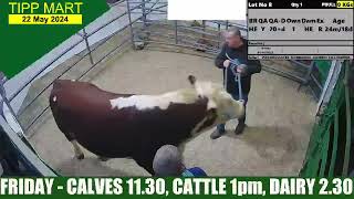 TIPPERARY TOWN MART 17 May 2024 Cattle 2 [upl. by Forest]