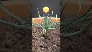 300 Days In 47 Seconds  Stone Pine TimeLapse 🍍 shorts timelapse [upl. by Cut324]