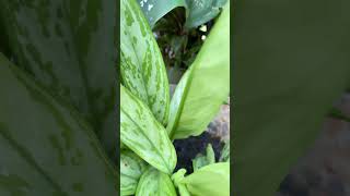 Aglaonema silver Plant aglonema trendig song shortsvideo virlashort [upl. by Rollet570]