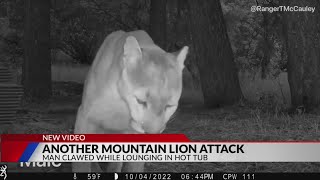 Mountain lion attacks man in Colorado hot tub [upl. by Tilda76]