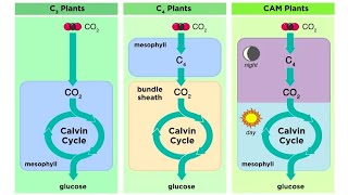 Types of Photosynthesis in Plants C3 C4 and CAM [upl. by Lerrad855]