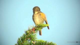 ルリビタキ（3）さえずりと地鳴き  Red flanked bluetail  Wild Bird  野鳥 動画図鑑 [upl. by Shultz]