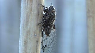 The Sound of New Zealand Summer  Cicadas [upl. by Audwen]