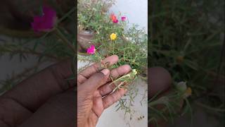 Grafting technique of Portulaca Mossrose ✅🌸 shorts garden youtubeshorts portulaca [upl. by Poler]