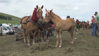 Targul de cai de la Sanpetru de Campie 10 Iulie 2018 [upl. by Virginia]