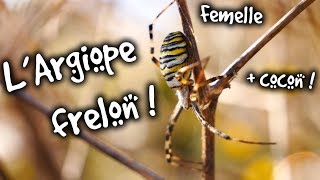 ARGIOPE FRELON   AMDE  FOCUS [upl. by Margot]