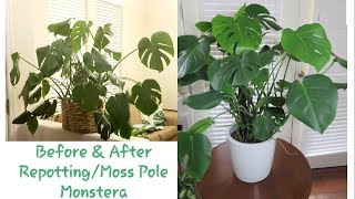 Staking and Repotting Monstera Deliciosa [upl. by Joane]