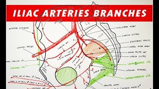 Branches of the Internal and External ILIAC ARTERIES [upl. by Stovall]