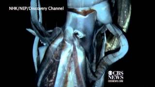 Giant squid filmed for first time in deep sea [upl. by Lewls821]